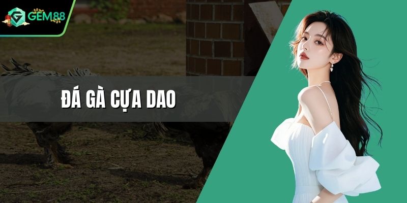 Đá gà cựa dao